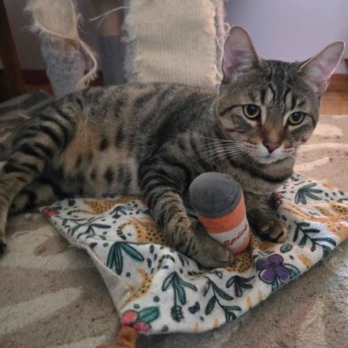 Enlarge Oscar, a Adoptable Tabby in Rochester, NY image 5/5