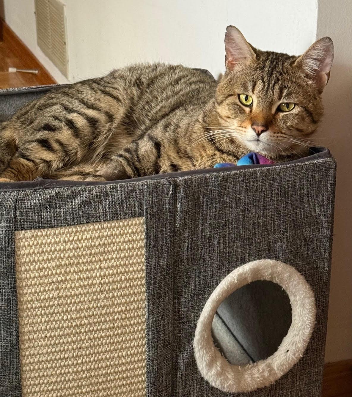 Enlarge Oscar, a ADOPTABLE Tabby in Rochester, NY image 2/3