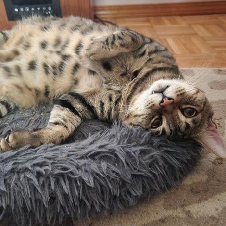 Oscar, Adoptable, Young Male Tabby.