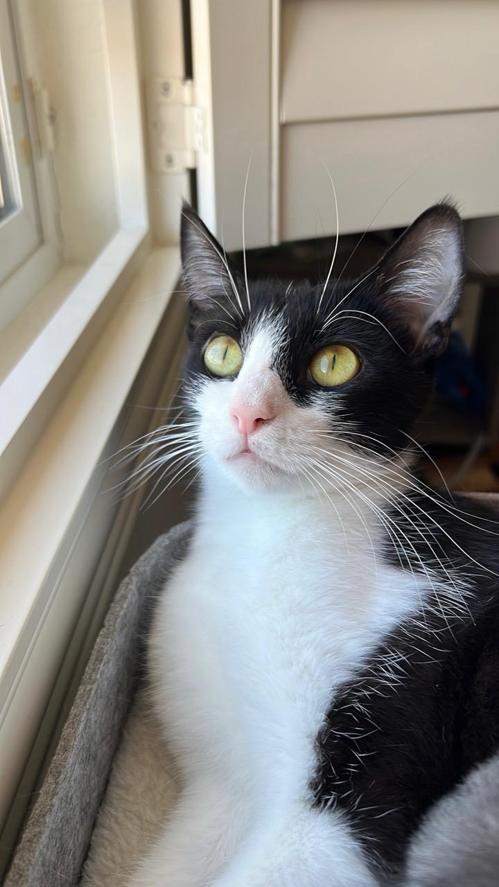 Enlarge Maddy, a ADOPTABLE Domestic Short Hair in Las Vegas, NV image 2/2