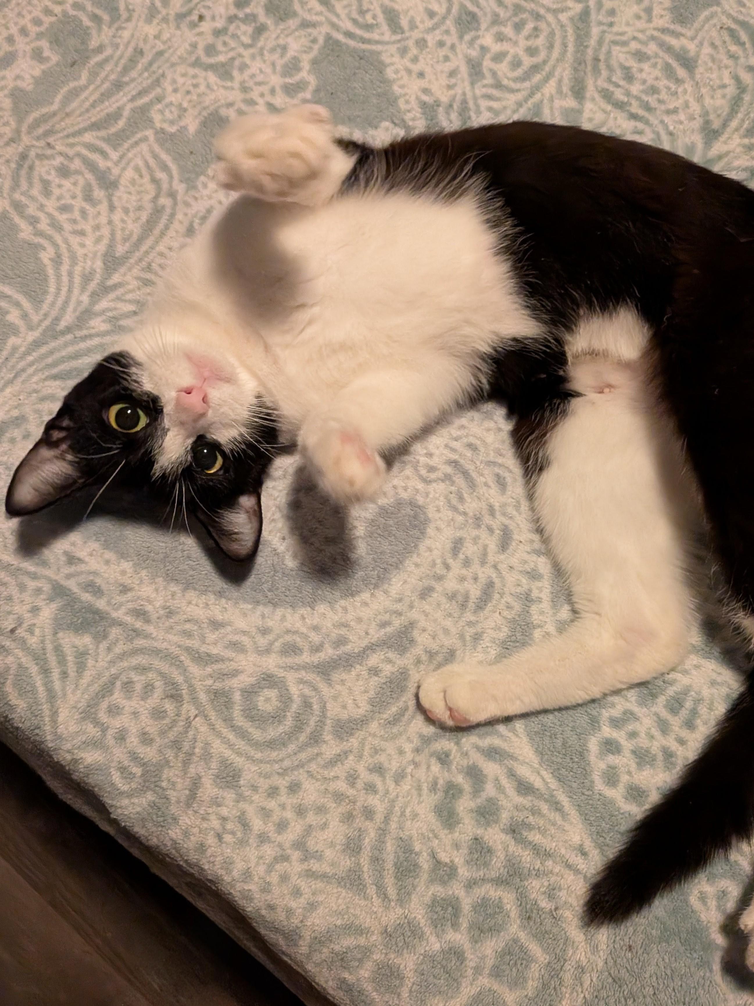 Maddy, ADOPTABLE, Young Female Domestic Short Hair.