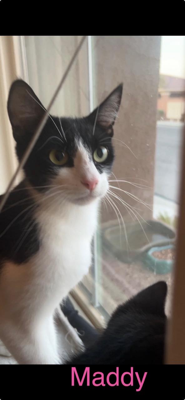 Maddy, ADOPTABLE, Young Female Domestic Short Hair.