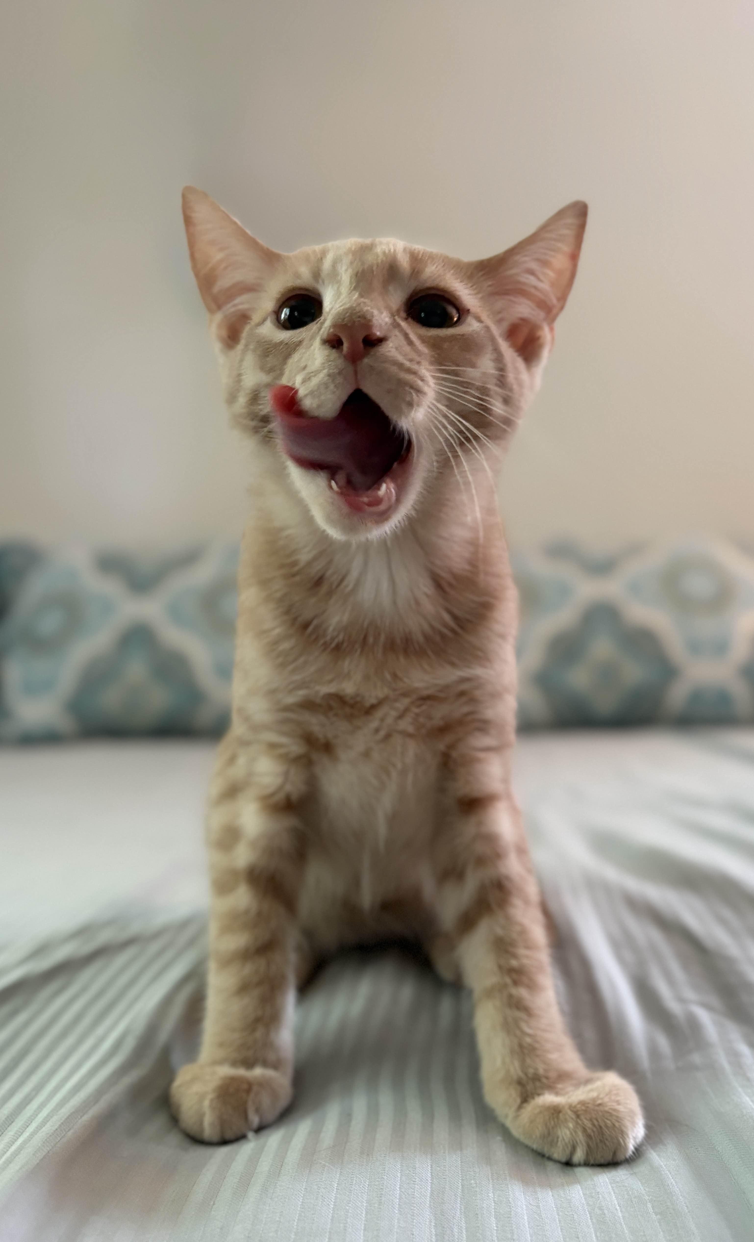 Enlarge Simba/ Adopted, a Adopted Domestic Short Hair in Monroe Township, NJ image 1/4