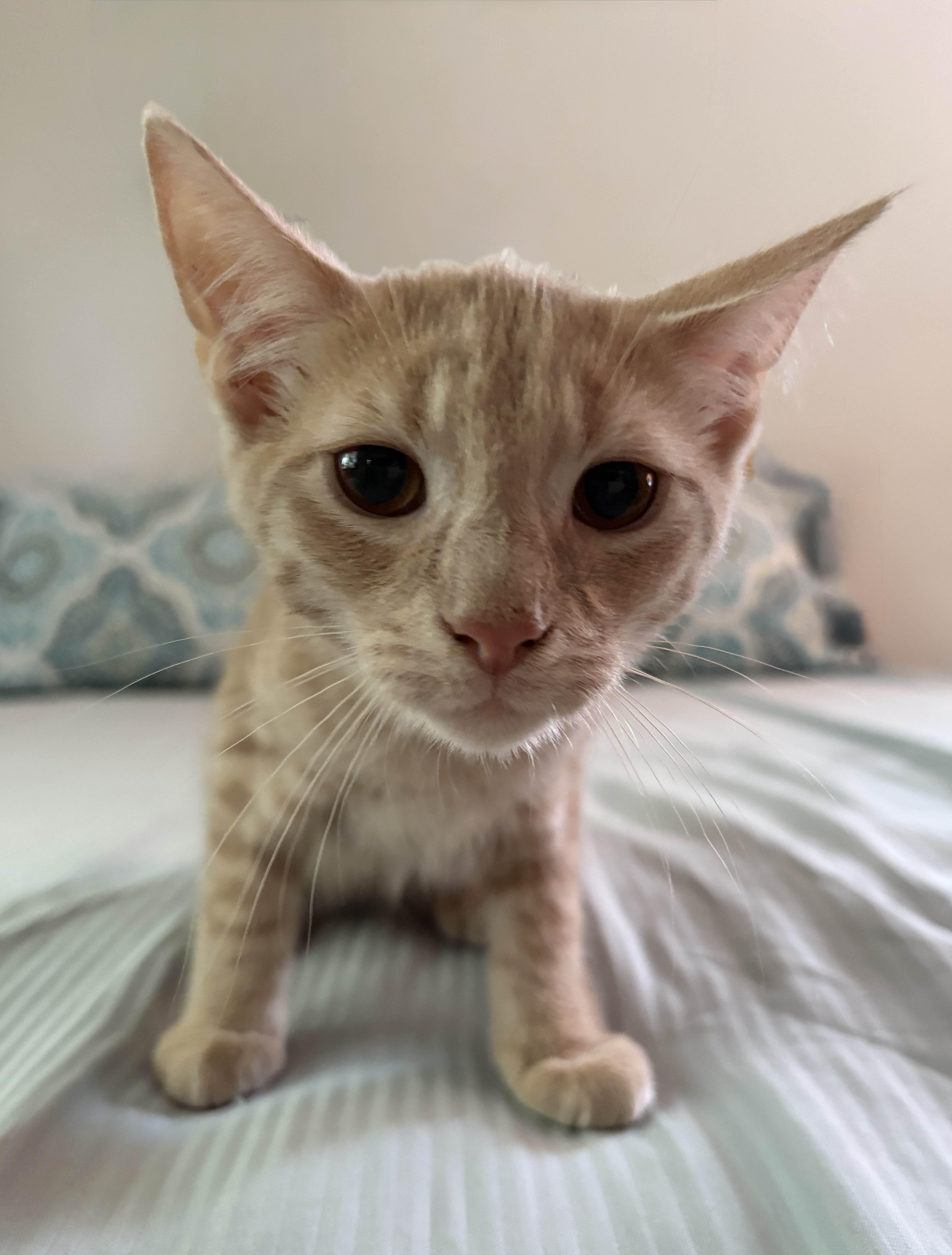 Enlarge Simba/ Adopted, a Adopted Domestic Short Hair in Monroe Township, NJ image 3/4