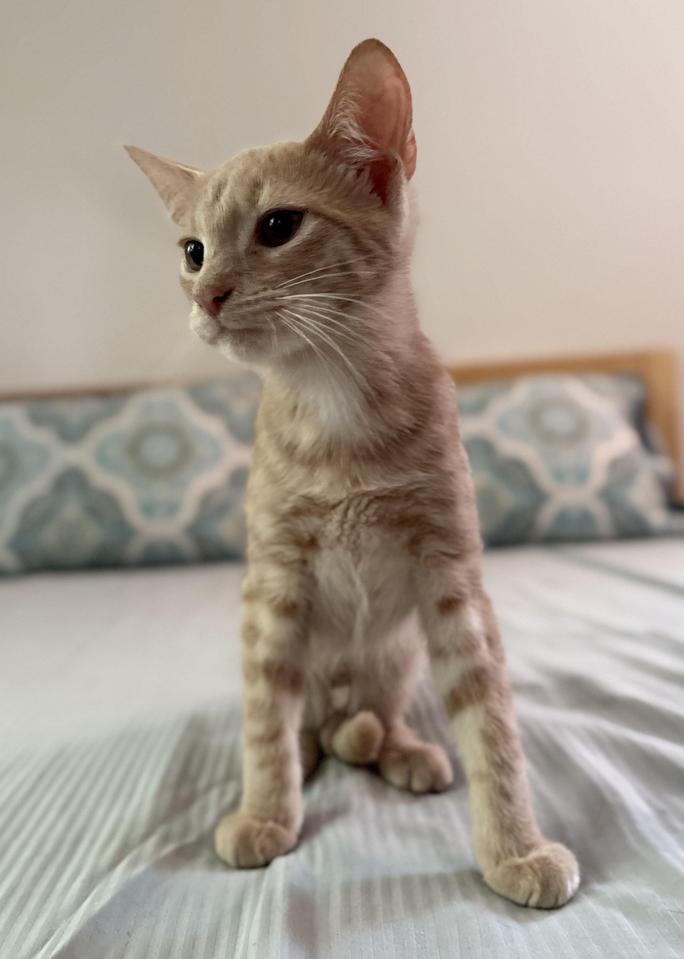 Enlarge Simba/ Adopted, a Adopted Domestic Short Hair in Monroe Township, NJ image 4/4