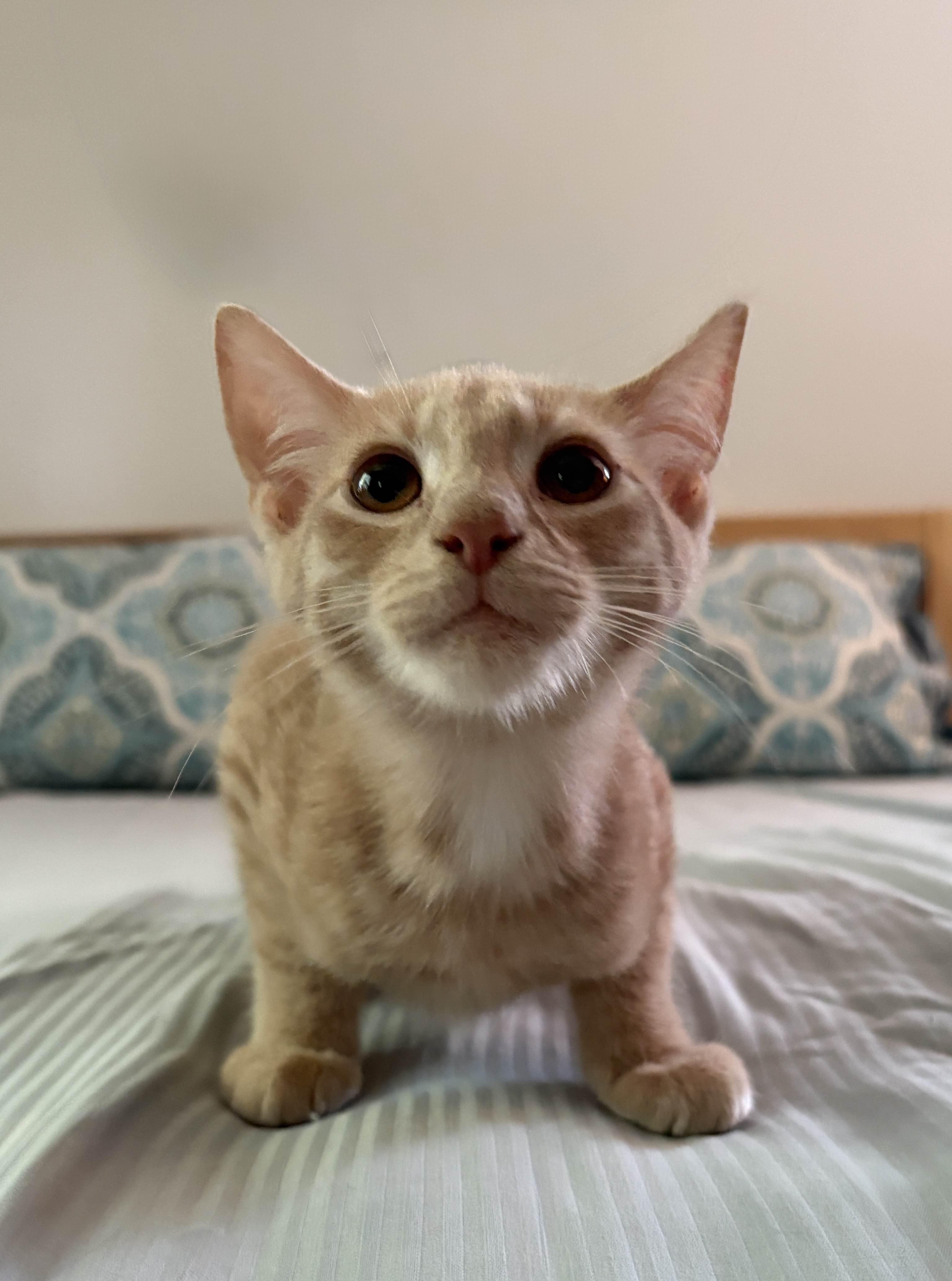 Enlarge Simba/ Adopted, a Adopted Domestic Short Hair in Monroe Township, NJ image 2/4