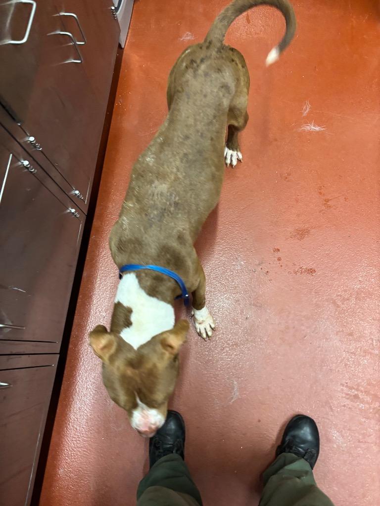 Kuzco, Adoptable, Adult Male Pit Bull Terrier.