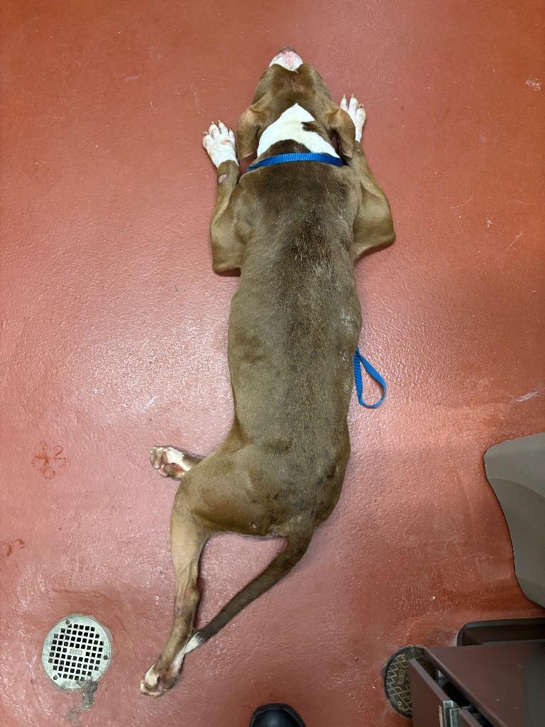 Kuzco, a Adoptable Pit Bull Terrier in Douglasville, GA image 2/6