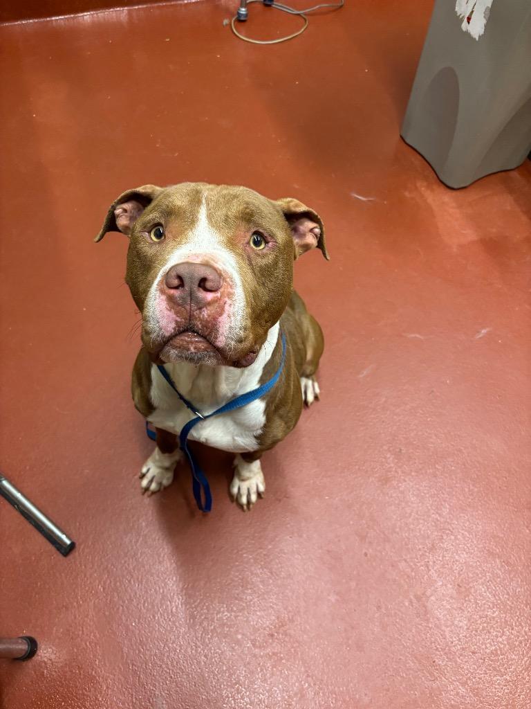 Kuzco, a Adoptable Pit Bull Terrier in Douglasville, GA image 3/6
