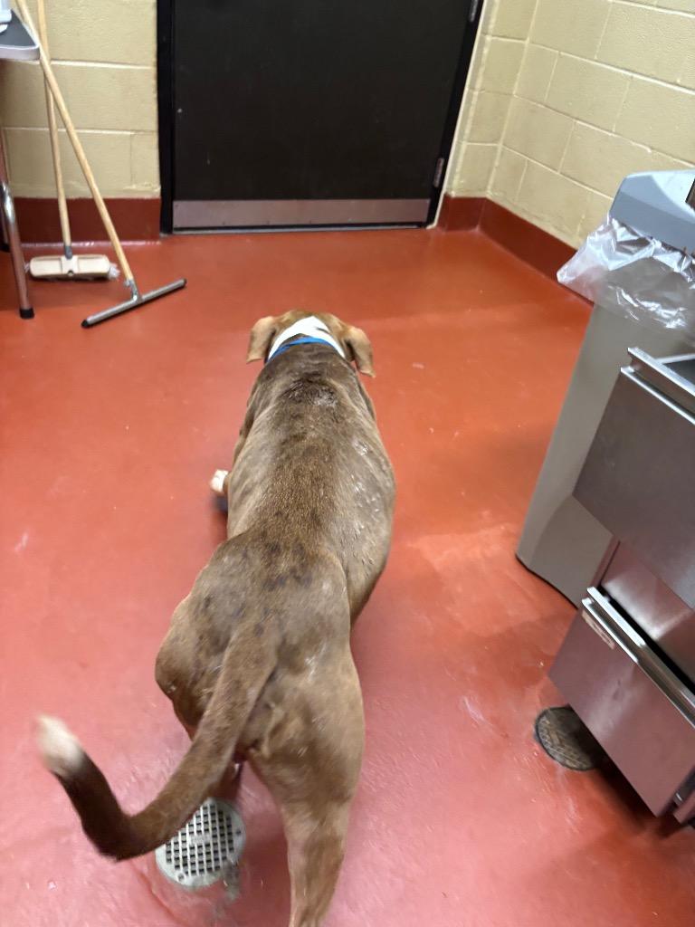Kuzco, a Adoptable Pit Bull Terrier in Douglasville, GA image 4/6