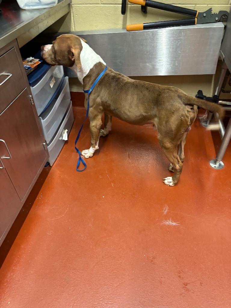 Kuzco, a Adoptable Pit Bull Terrier in Douglasville, GA image 5/6