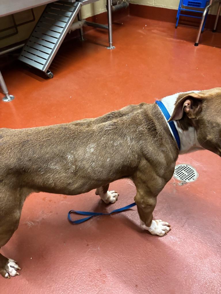 Kuzco, a Adoptable Pit Bull Terrier in Douglasville, GA image 6/6