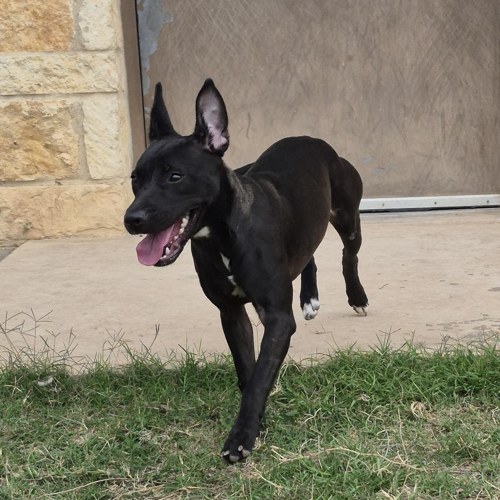 Grackle, ADOPTABLE, Adult Female Mixed Breed.