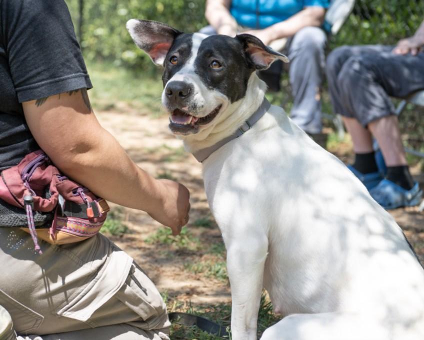 MANCHA, Adoptable, Young Female American Staffordshire Terrier & Mixed Breed.