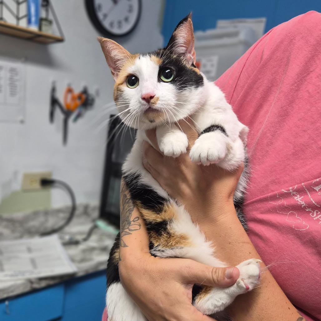 Haylie, Adoptable, Senior Female Domestic Short Hair.