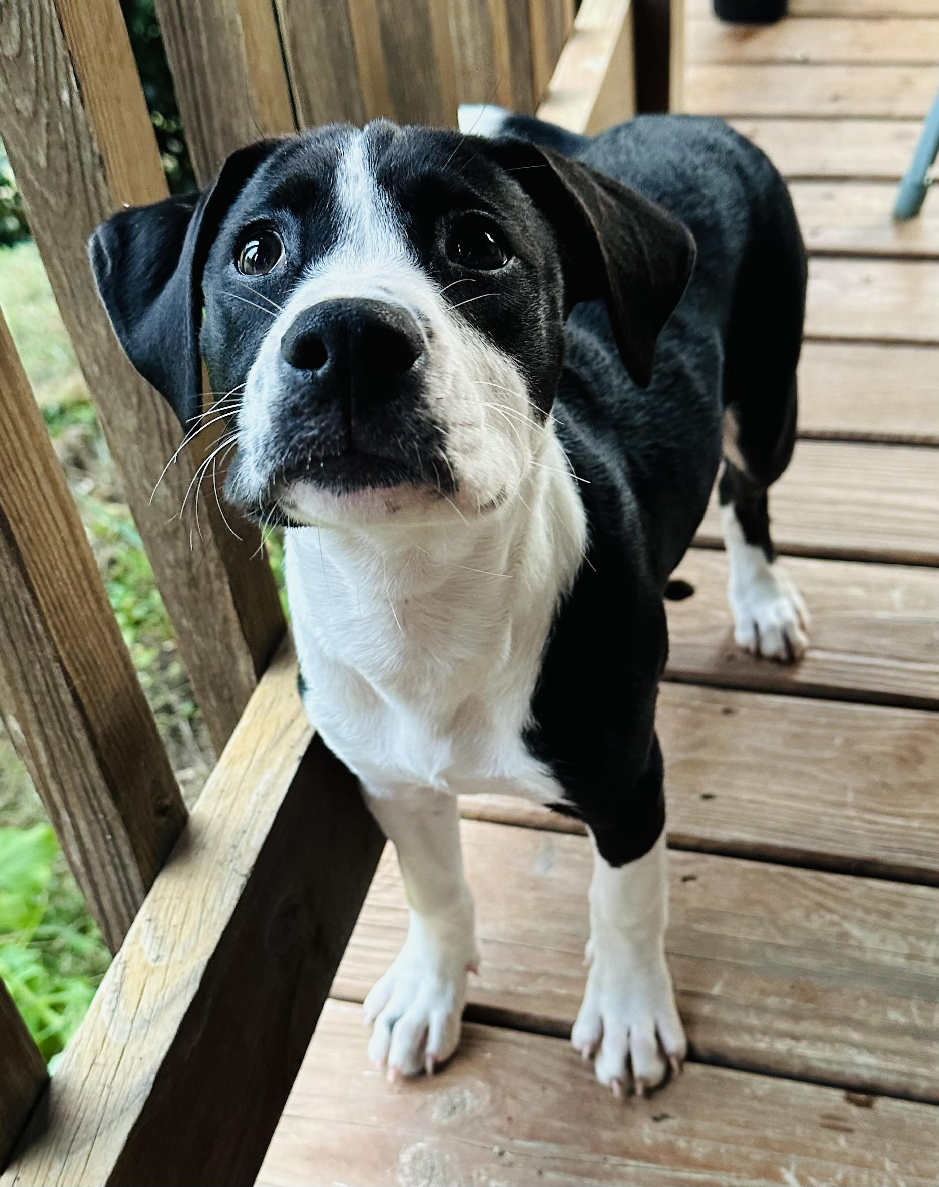 Enlarge Peach, a Adopted mixed breed in Apex, NC image 1/6