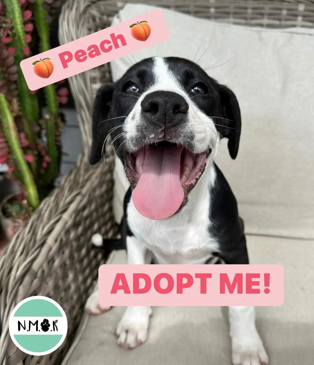 Enlarge Peach, a Adopted mixed breed in Apex, NC image 2/6