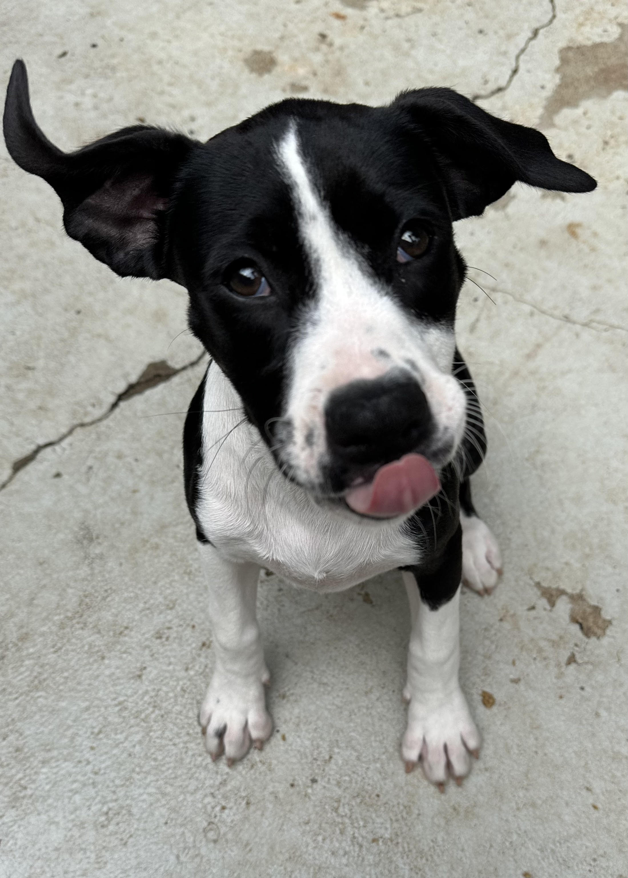 Enlarge Peach, a Adopted mixed breed in Apex, NC image 4/6