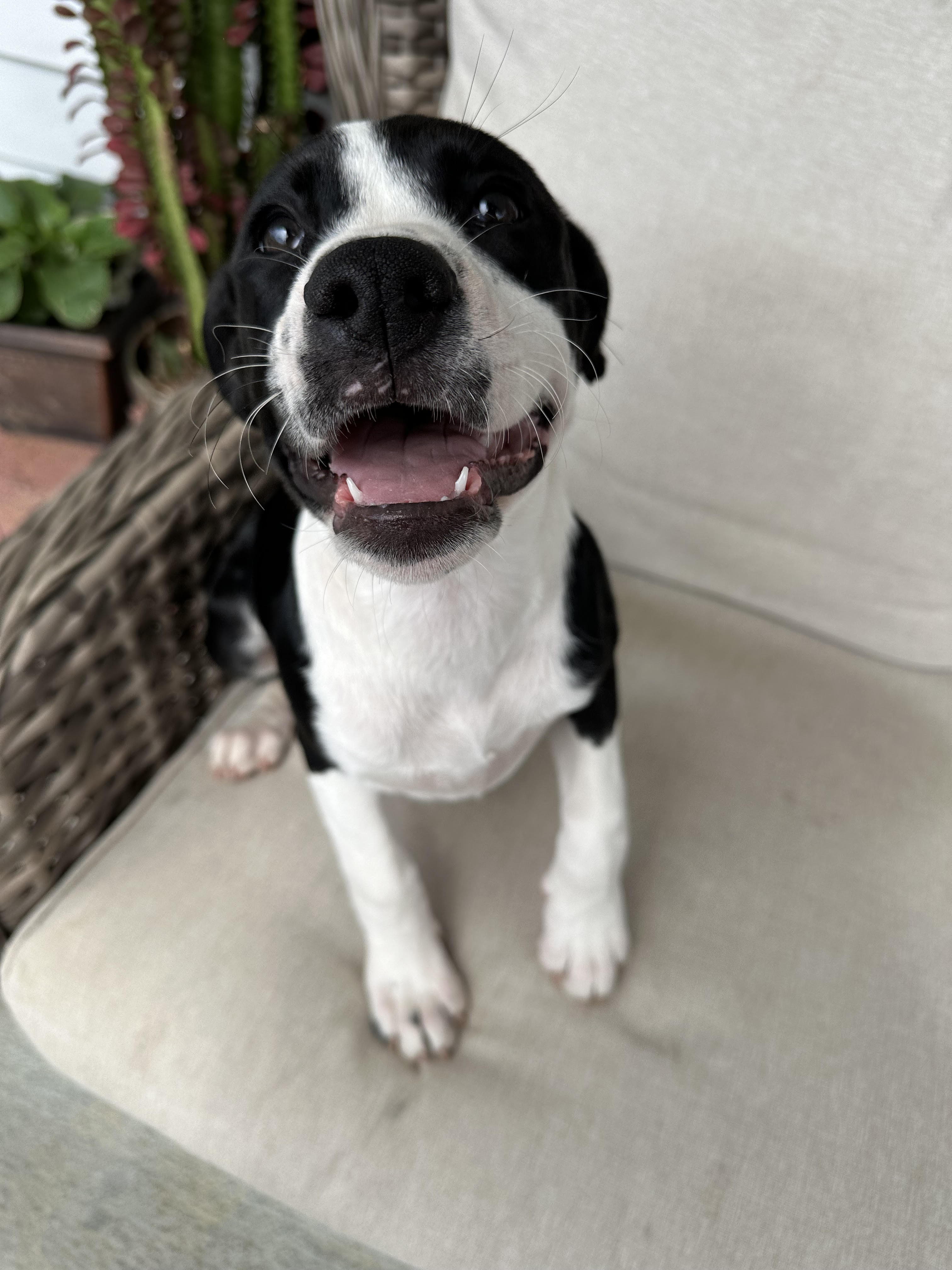 Enlarge Peach, a Adopted mixed breed in Apex, NC image 5/6