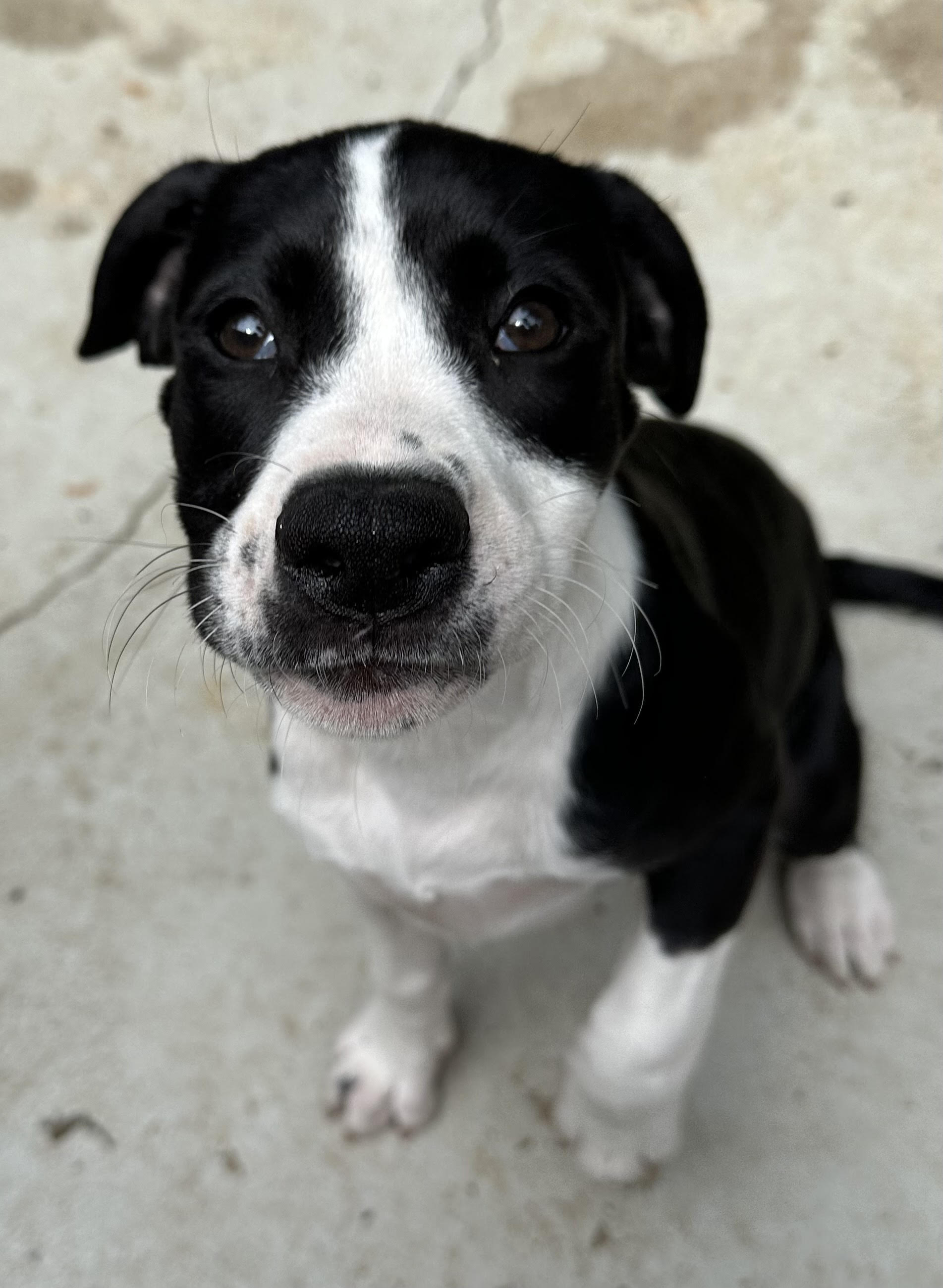 Enlarge Peach, a Adopted mixed breed in Apex, NC image 6/6