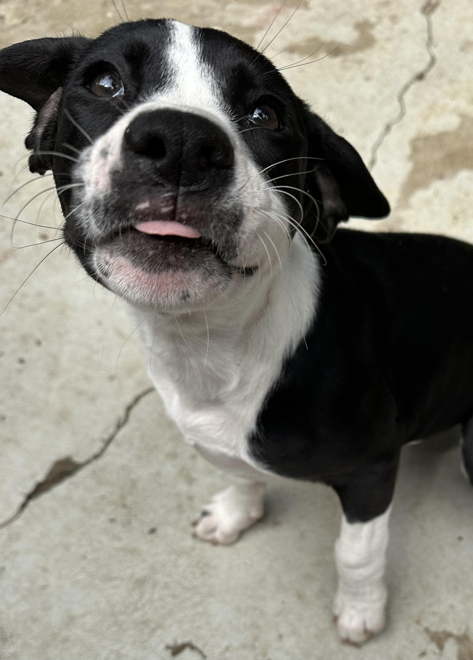 Enlarge Peach, a Adopted mixed breed in Apex, NC image 3/6