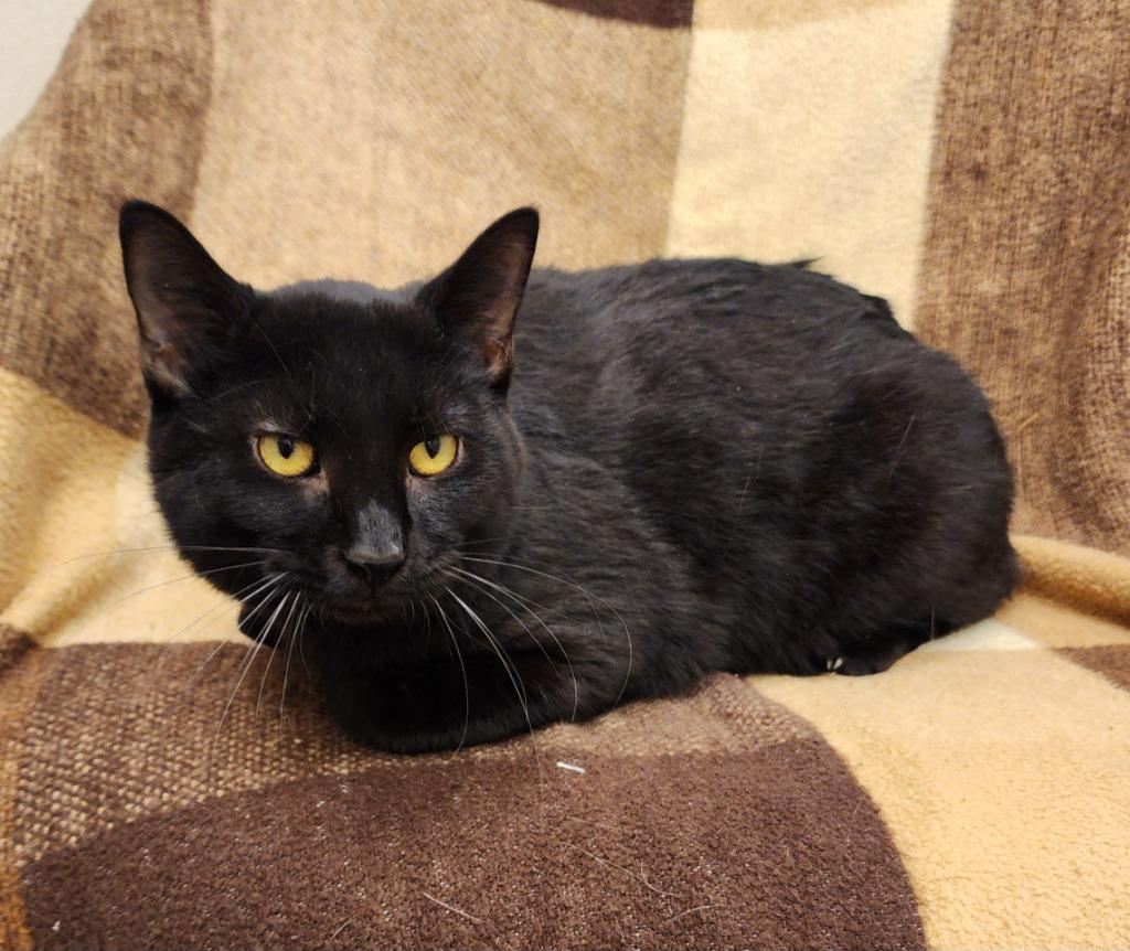Milky Way, Adoptable, Young Male Domestic Short Hair.