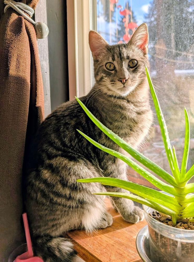 Astro, Adoptable, Kitten Male Domestic Short Hair.