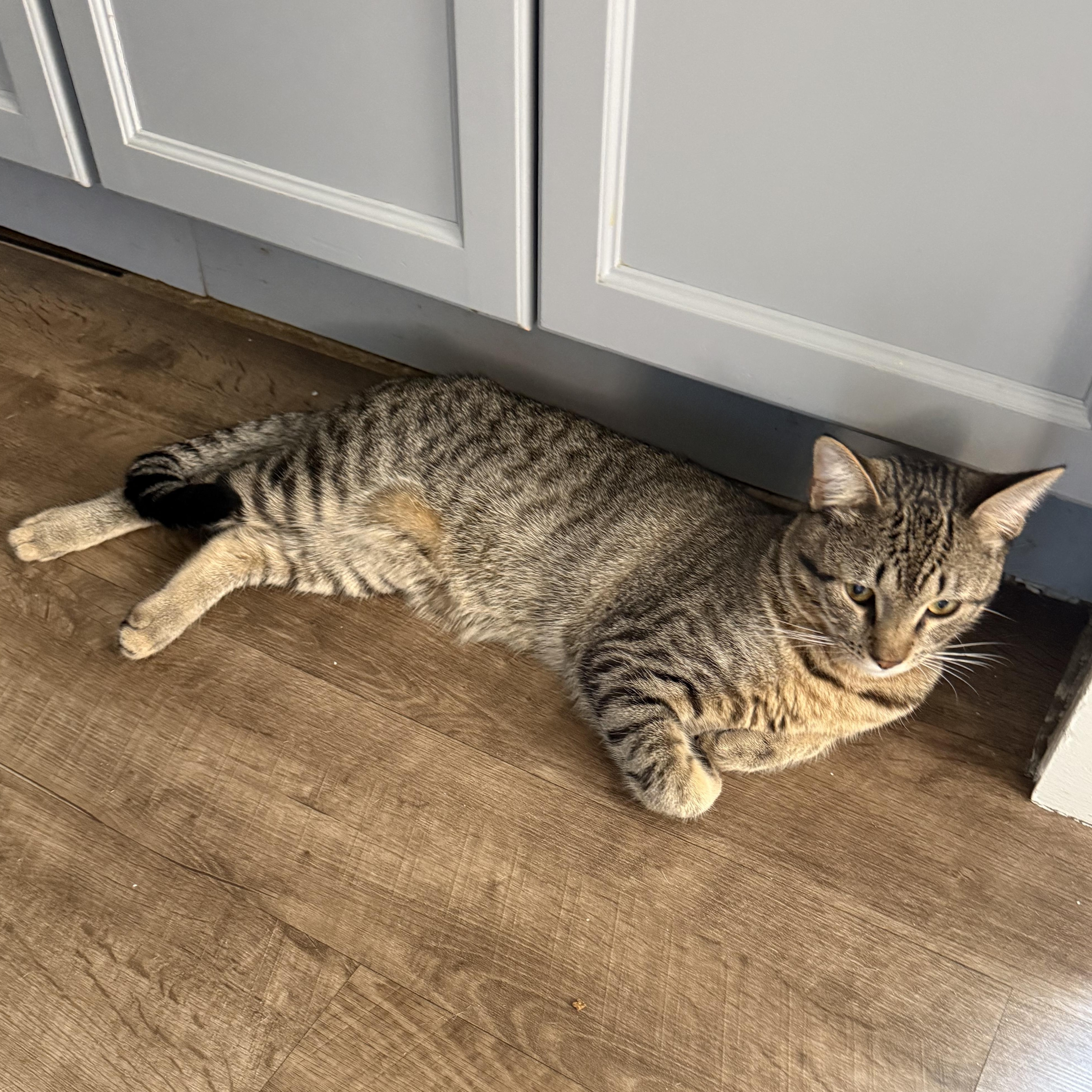 Ash, an adopted Domestic Short Hair in Huntington, MA image 2/4