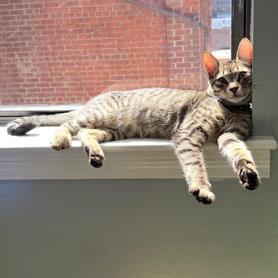 Ash, an adopted Domestic Short Hair in Huntington, MA image 1/4