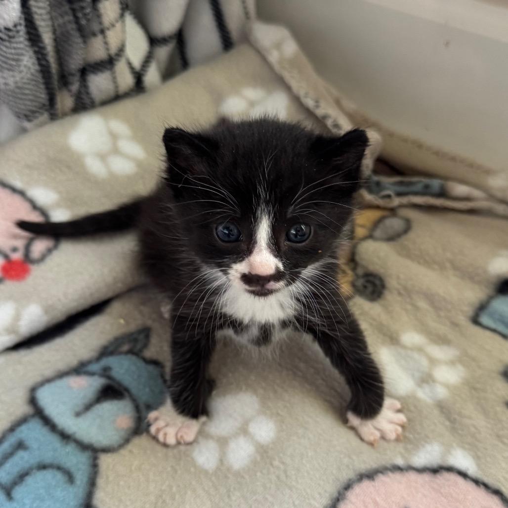 Phil, Adoptable, Kitten Male Domestic Short Hair.