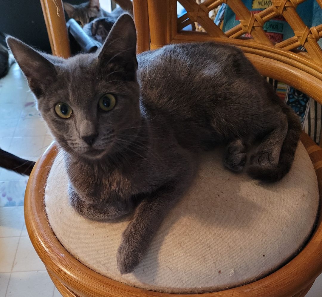 Enlarge Leia (Bonded pair with Luke), a Adoptable American Shorthair in RIVERSIDE, CA image 1/6