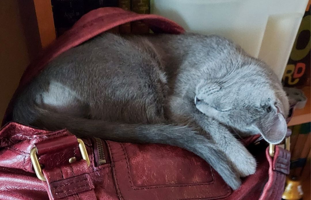 Enlarge Leia (Bonded pair with Luke), a Adoptable American Shorthair in RIVERSIDE, CA image 2/6