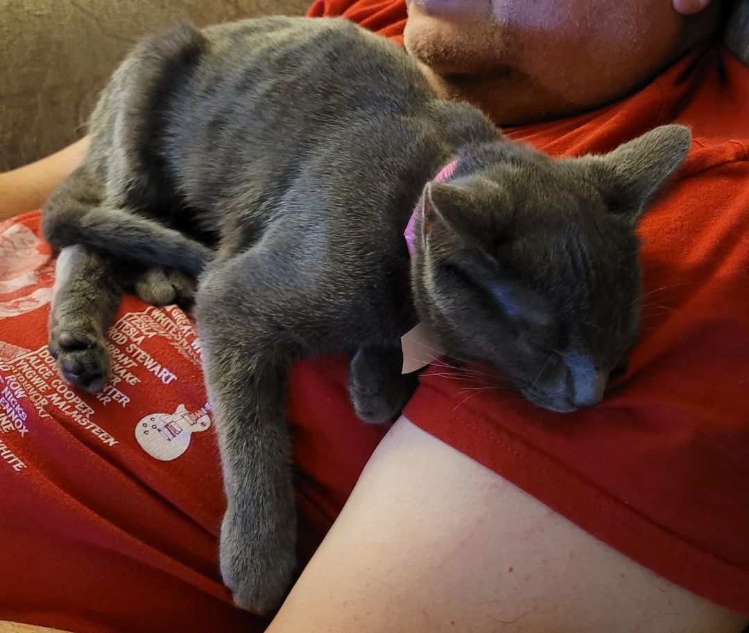 Enlarge Leia (Bonded pair with Luke), a Adoptable American Shorthair in RIVERSIDE, CA image 3/6