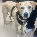 Enlarge Nova, a ADOPTABLE mixed breed in St. Augustine, FL image 2/2
