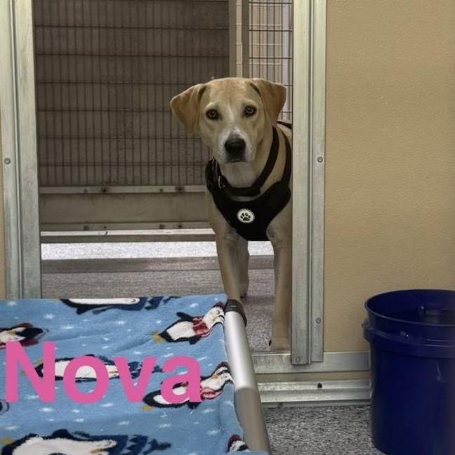Nova, ADOPTABLE, Adult Female Terrier.