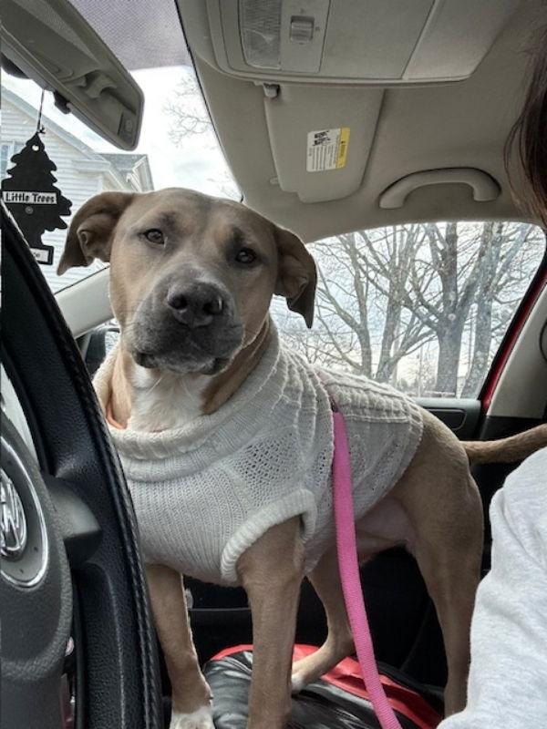 Bella, a Adoptable mixed breed in East Derry, NH image 3/3