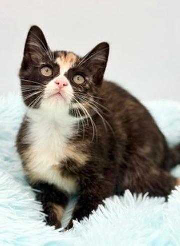 Dewdrop, a Adoptable Calico in Covington, LA image 6/6