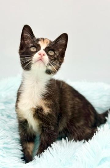 Dewdrop, a Adoptable Calico in Covington, LA image 1/6
