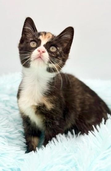 Dewdrop, a Adoptable Calico in Covington, LA image 3/6