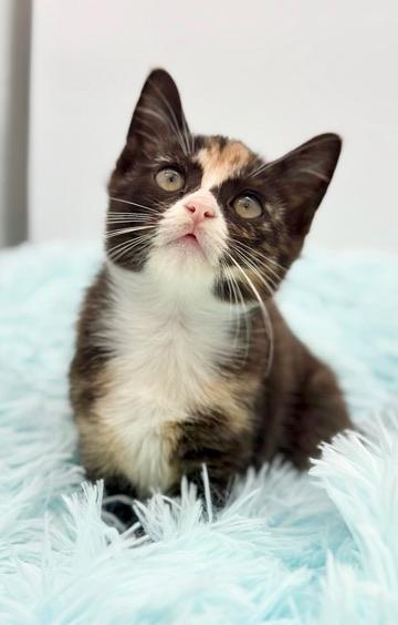 Dewdrop, a Adoptable Calico in Covington, LA image 2/6