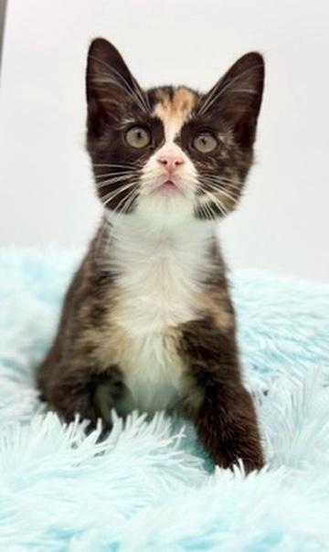 Dewdrop, a Adoptable Calico in Covington, LA image 4/6