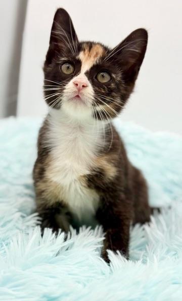 Dewdrop, a Adoptable Calico in Covington, LA image 5/6