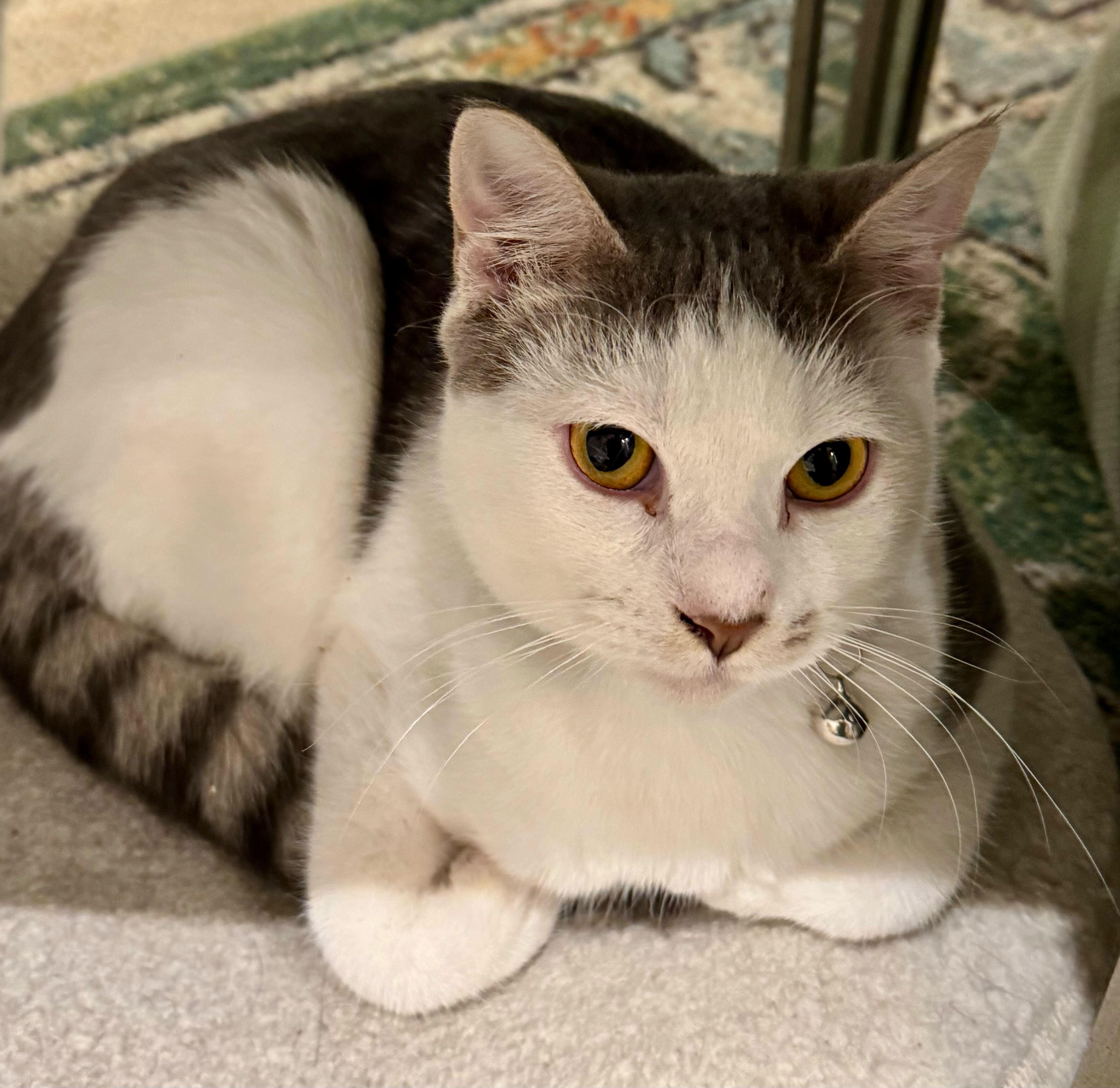 Gator, Adoptable, Kitten Male Domestic Short Hair.