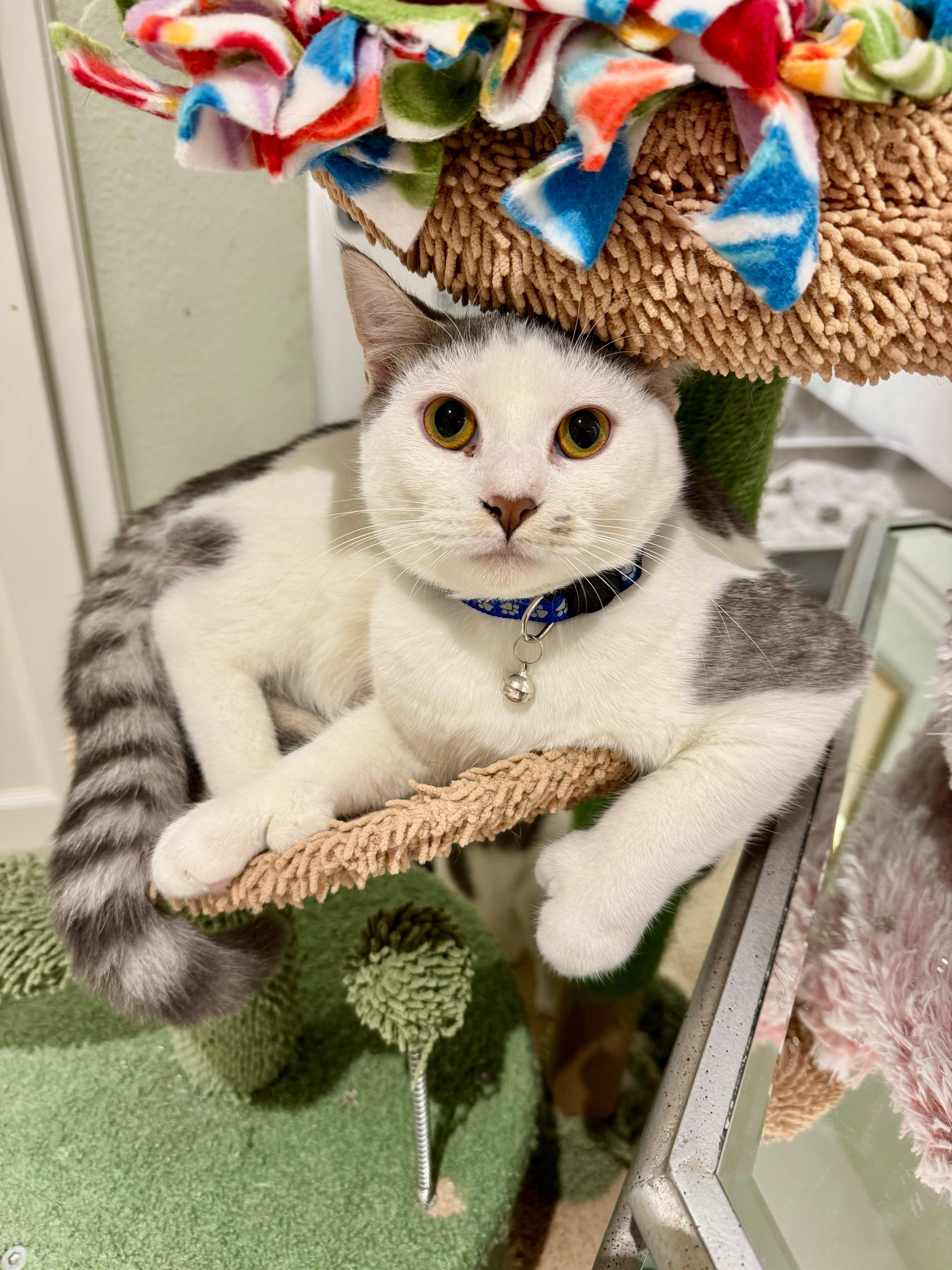 Gator, a Adoptable Domestic Short Hair in Wilsonville, OR image 2/3