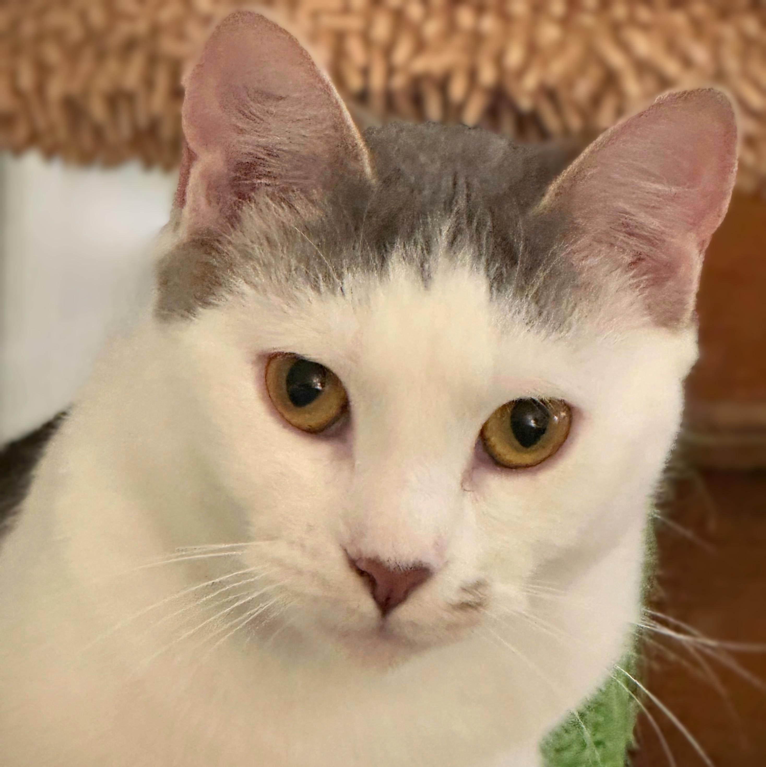 Enlarge Gator, a Adoptable Domestic Short Hair in Wilsonville, OR image 3/5