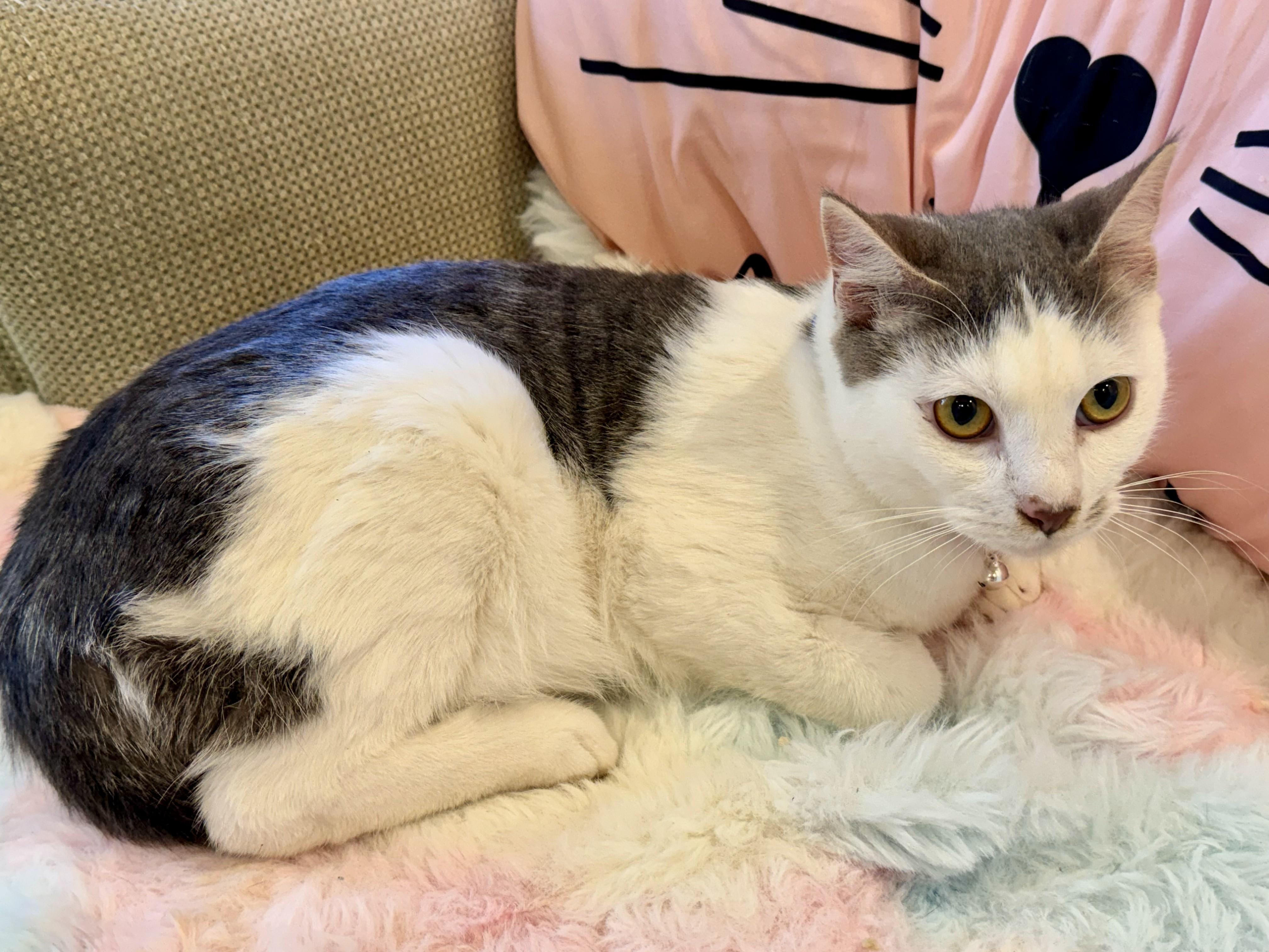 Gator, a Adoptable Domestic Short Hair in Wilsonville, OR image 3/3