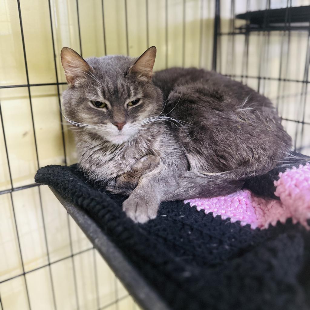 Enlarge Grace, a Adoptable Domestic Short Hair in Mount Vernon, IN image 1/6