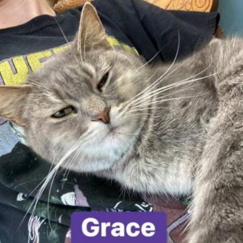 Enlarge Grace, a Adoptable Domestic Short Hair in Mount Vernon, IN image 2/6