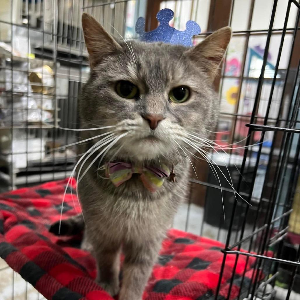 Enlarge Grace, a Adoptable Domestic Short Hair in Mount Vernon, IN image 3/6