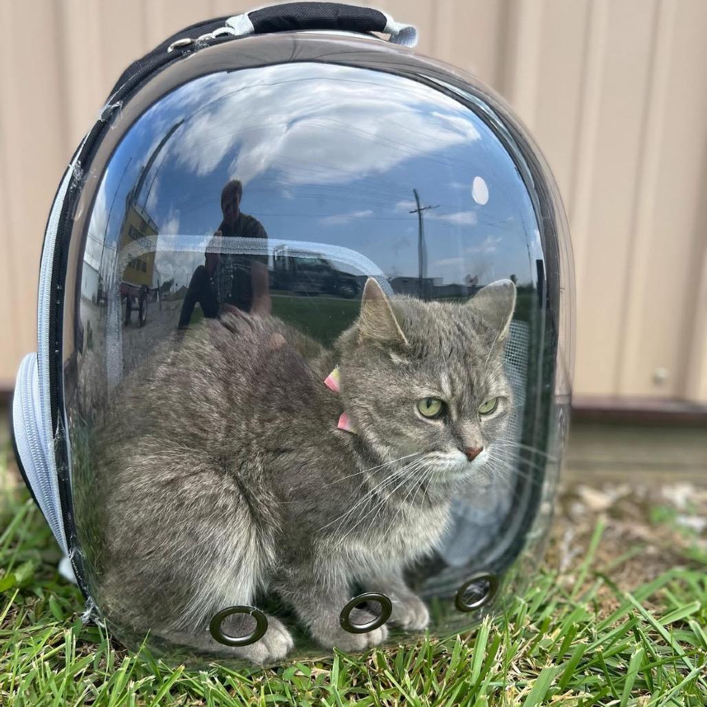 Enlarge Grace, a Adoptable Domestic Short Hair in Mount Vernon, IN image 4/6